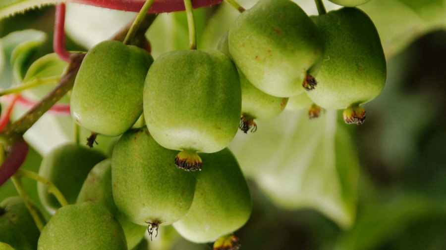 Ліцензійний розплідник рослин вирощування малина полуниця, ожина смородина 02