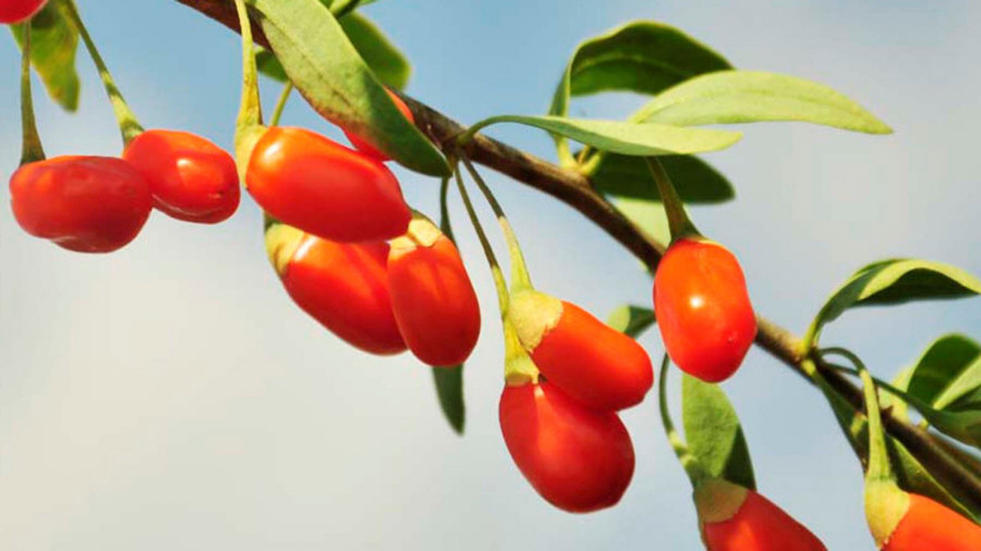 Ліцензійний розплідник рослин вирощування малина полуниця, ожина смородина 02