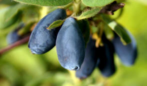 Ліцензійний розплідник рослин вирощування малина полуниця, ожина смородина