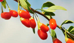 Ліцензійний розплідник рослин вирощування малина полуниця, ожина смородина